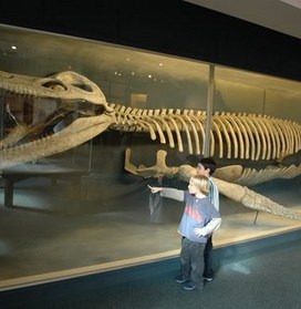 DINOSAUR SKELETON